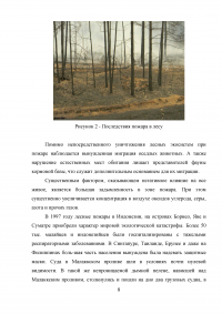 Действия человека при лесных пожарах Образец 43251