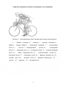 Анатомический анализ положения велосипедиста Образец 3250