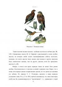 Биоценическое значение хищных птиц Московской области Образец 3077