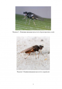 Особенности и борьба с вредителями зерновых культур: шведская муха и зеленоглазка Образец 64990