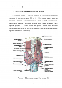 Ультразвуковкое исследование щитовидной железы Образец 98530