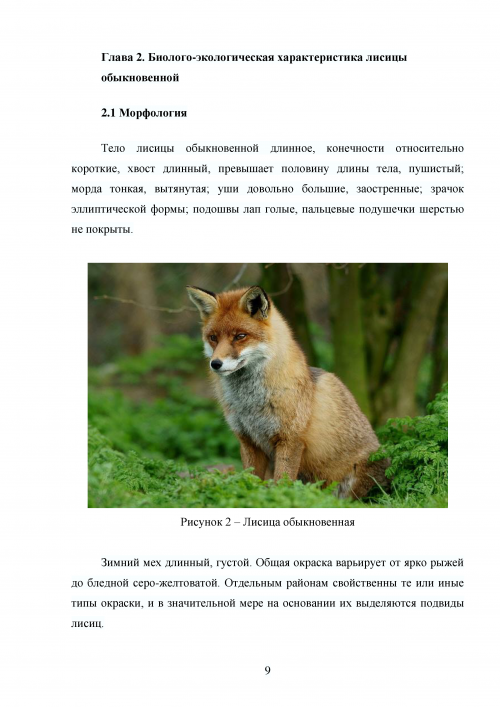 Прочитайте текст и выполните задания лисица обыкновенная. Лиса описание. Информация про лису. Экологическое описание лисы. Рассказ про лису.