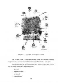 Следы пальцев рук, их поиск, обнаружение, фиксация, изъятие на месте происшествия Образец 129059